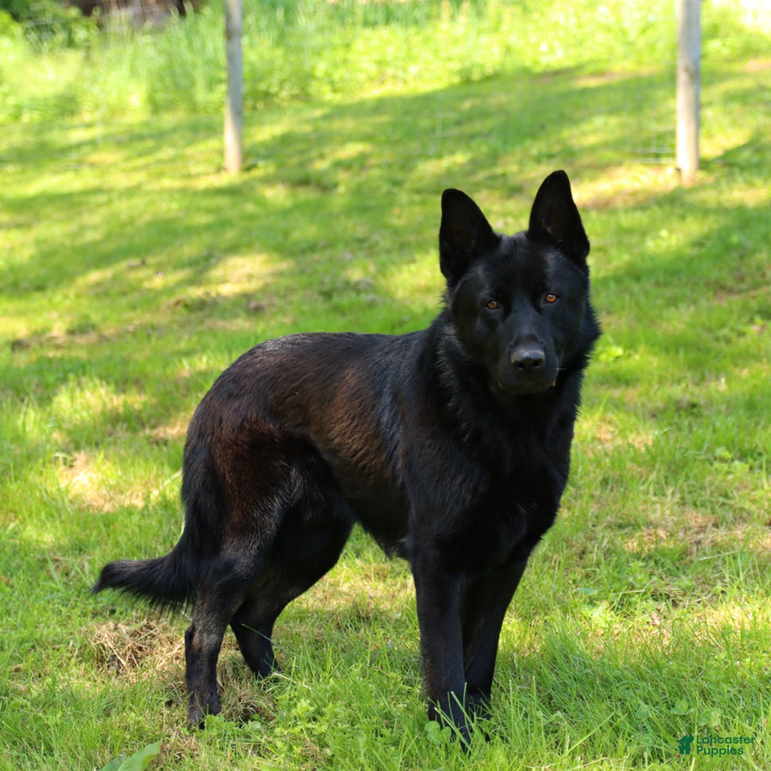 German Shepherd dogs for sale: Mia   - Ad 5