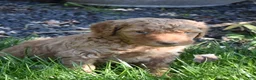 Standard Poodle dogs for sale: Standard Poodle 2 Apricot - Ad 8