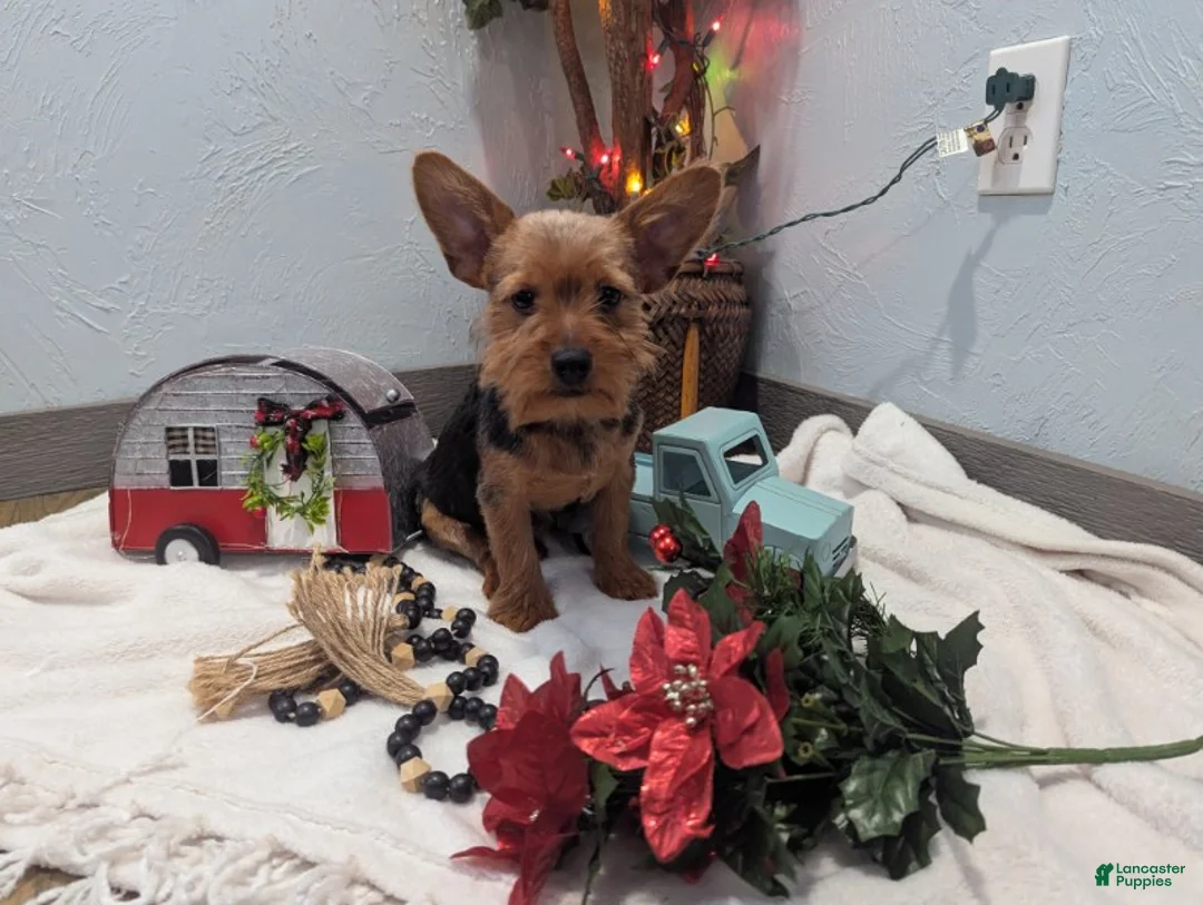 Yorkshire Terrier dogs for sale: Moose - Ad 8