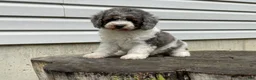 Miniature Poodle dogs for sale: Denzel Miniature Poodle  - Ad 9