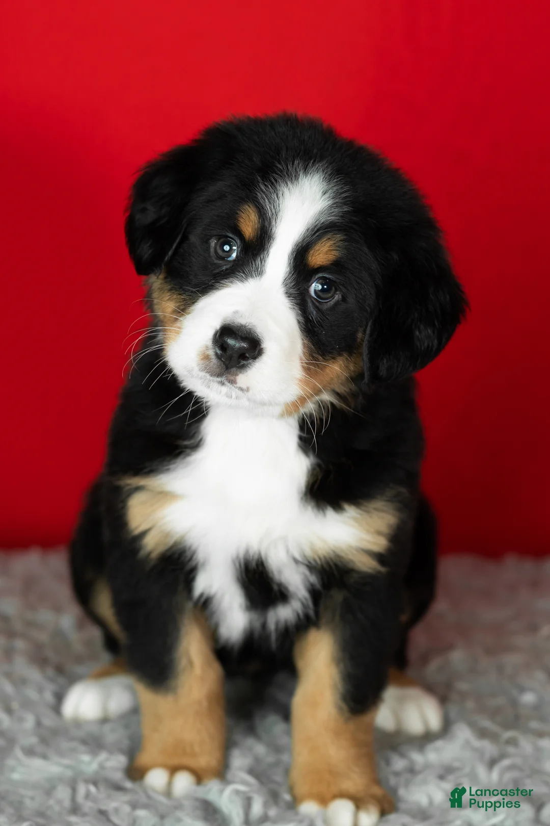 Bernese Mountain Dog dogs for sale: Poppy - Ad 1