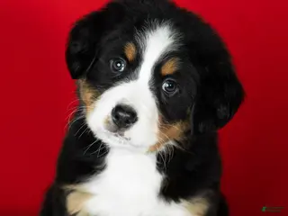 Bernese Mountain Dog dogs Poppy - Ad 35