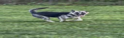 Gerberian Shepsky dogs for sale: Zina - Ad 5