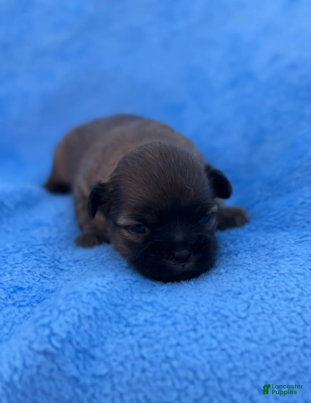 Mixed Breed dogs for sale: Mixed Breed Puppy 1 - Ad 2