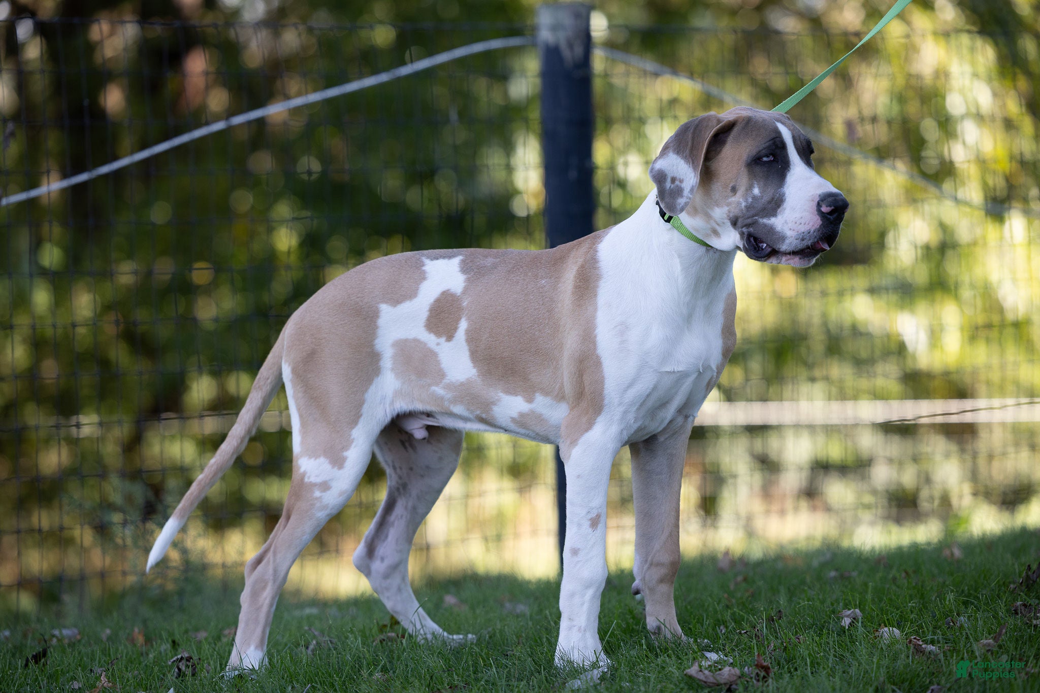 Great Dane dogs for sale: Parker Great Dane  - Ad 1