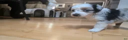 Miniature Australian Shepherd dogs for sale: Miniature Australian Shepherd 3 - Ad 6