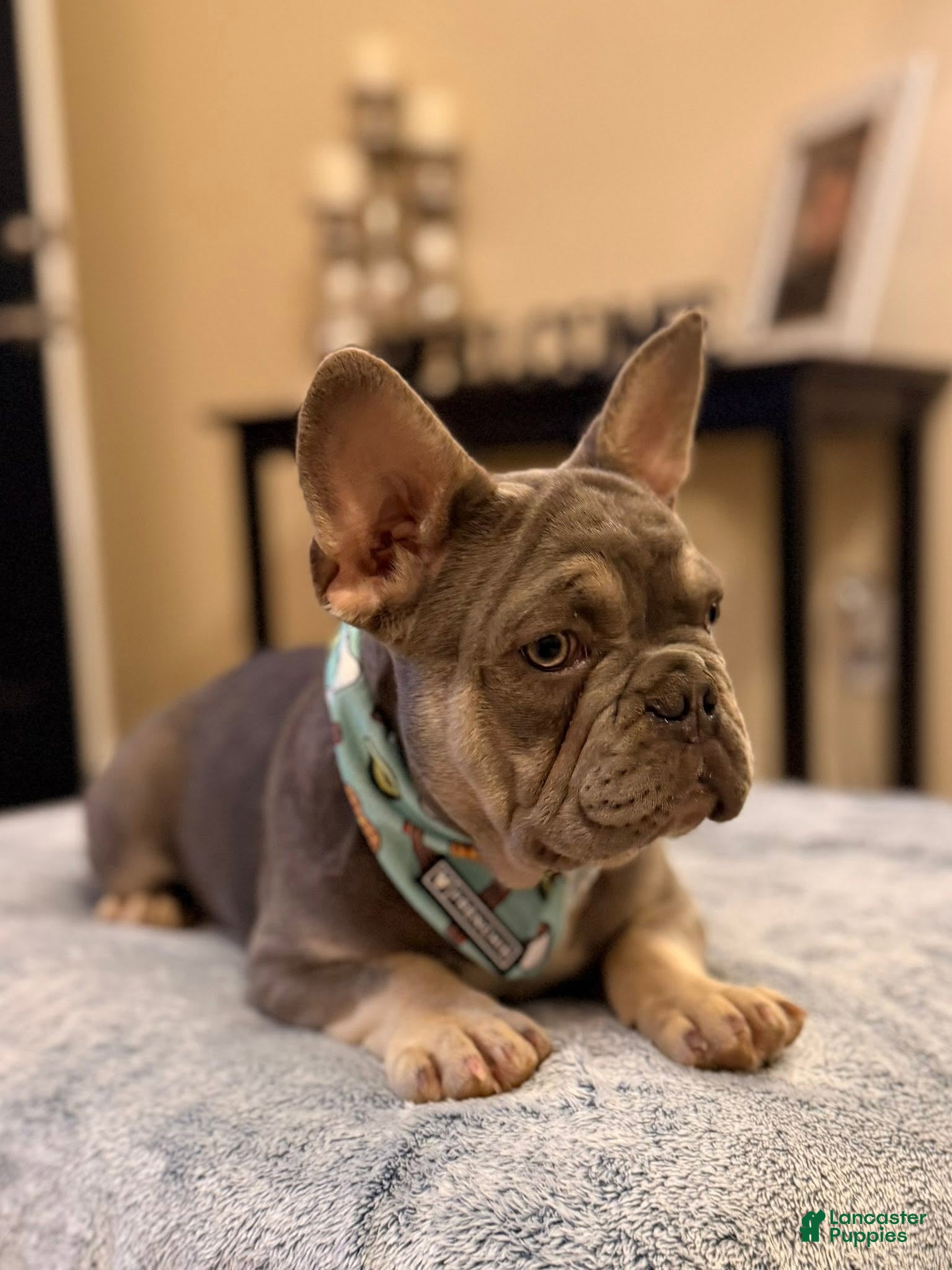 French Bulldog dogs Lilac & Tan Male - Ad 35