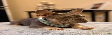 Lilac & Tan Male