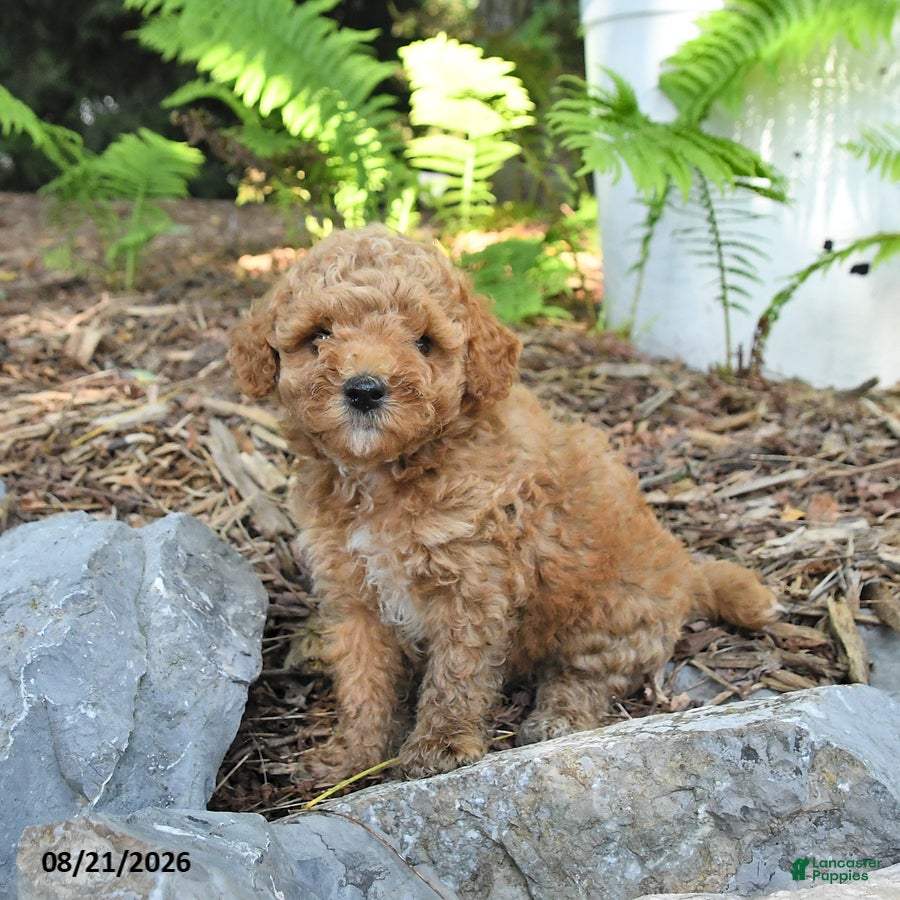 Havapoo dogs Toby - Ad 2