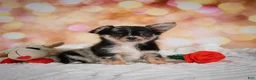 Chihuahua dogs for sale: Bridget - Ad 4