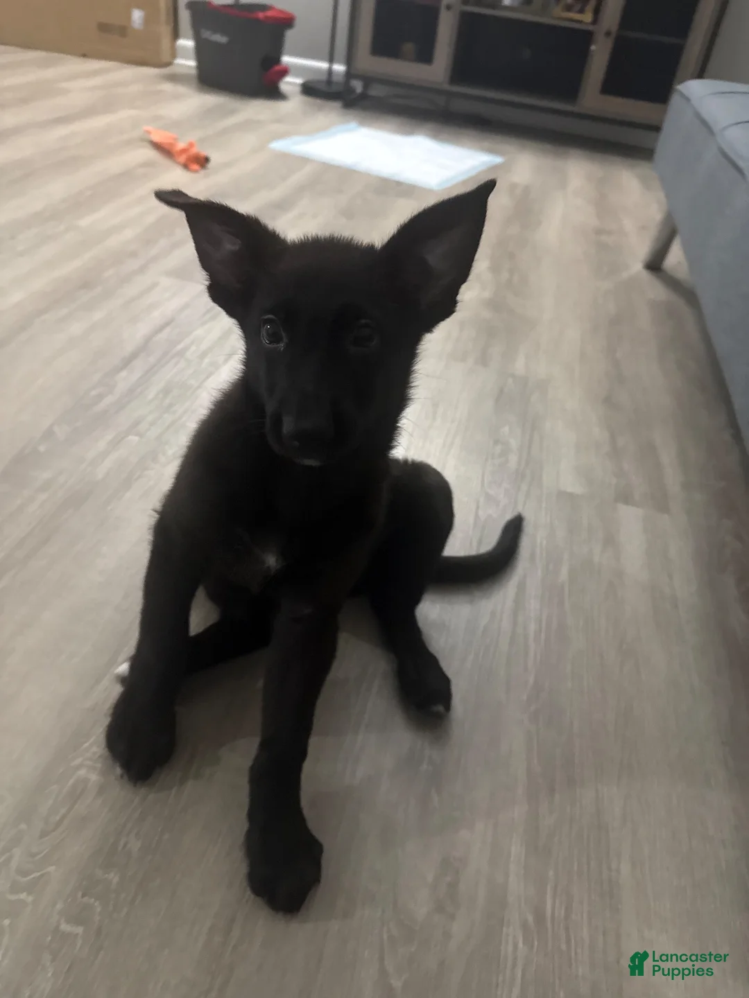 German Shepherd dogs for sale: German Shepherd 1 - Ad 2