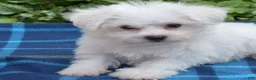 Bichon Frise dogs for sale: Lady (Tiny) - Ad 2