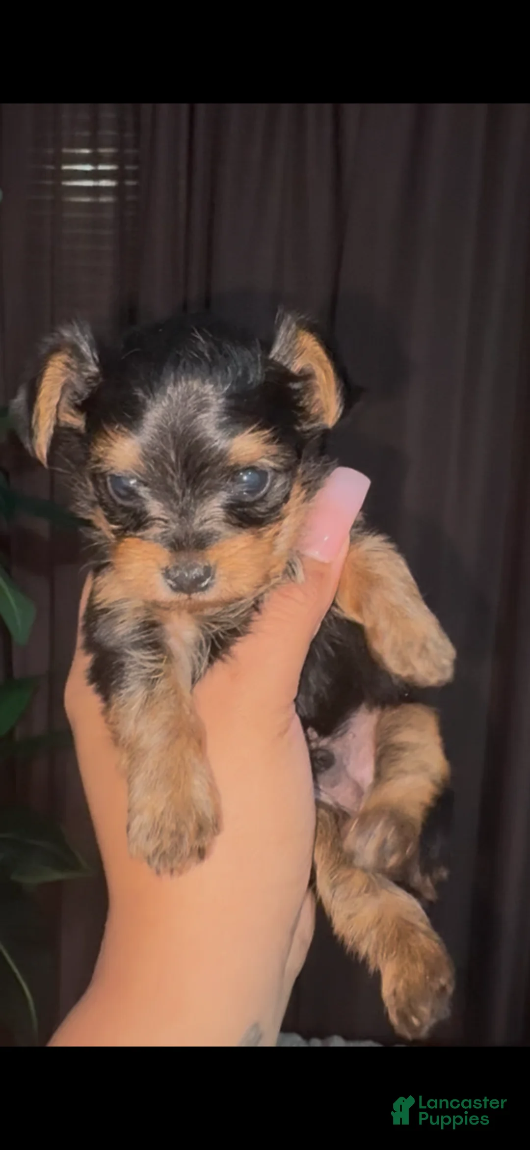 Yorkshire Terrier dogs for sale: Titan - Ad 3