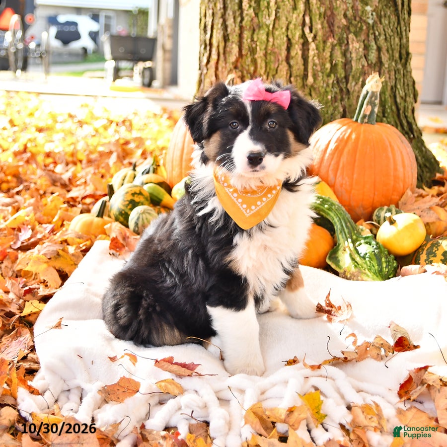 Australian Shepherd dogs for sale: Rosy - Ad 1