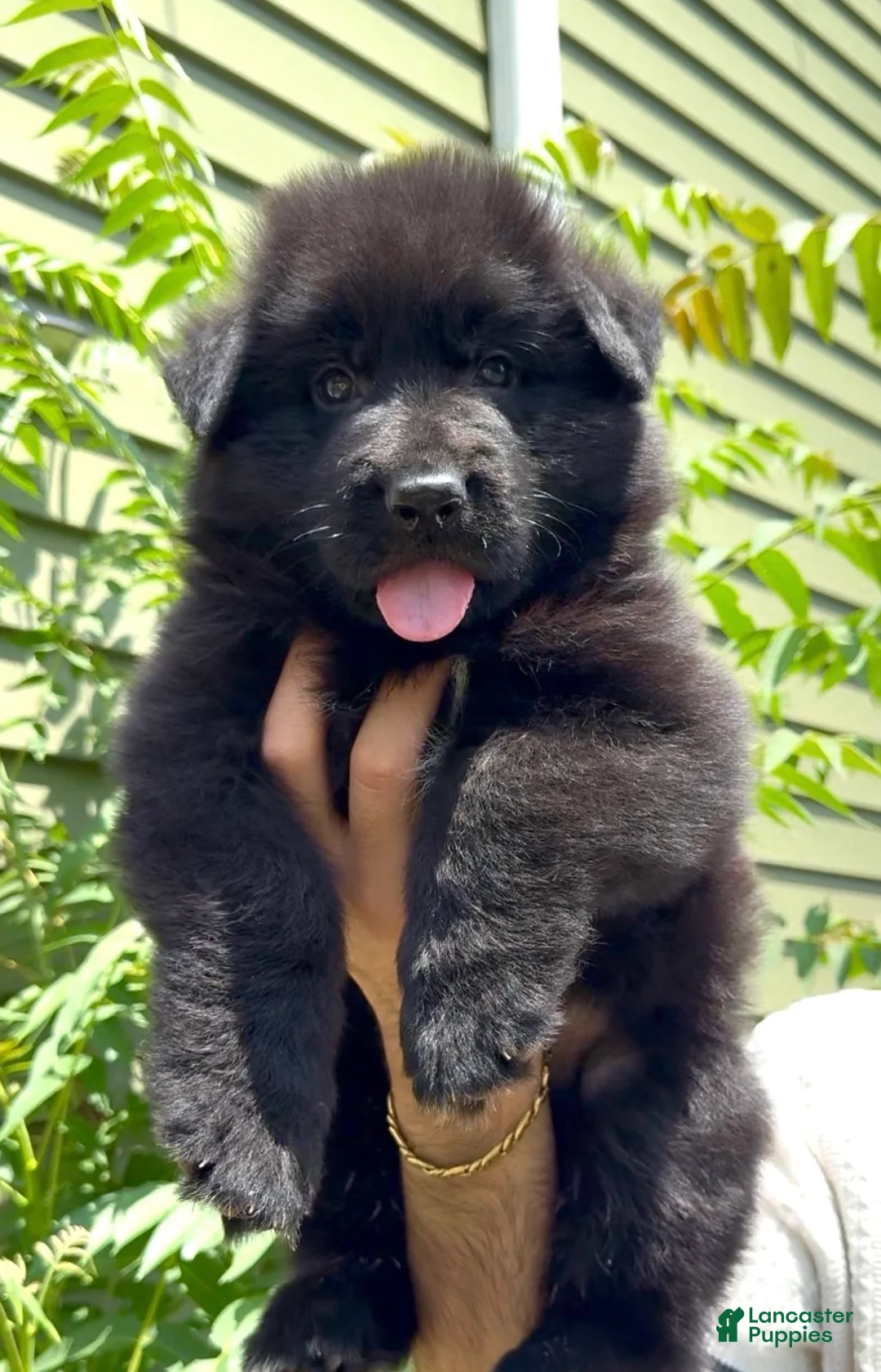 German Shepherd dogs for sale: Ranger - Ad 1