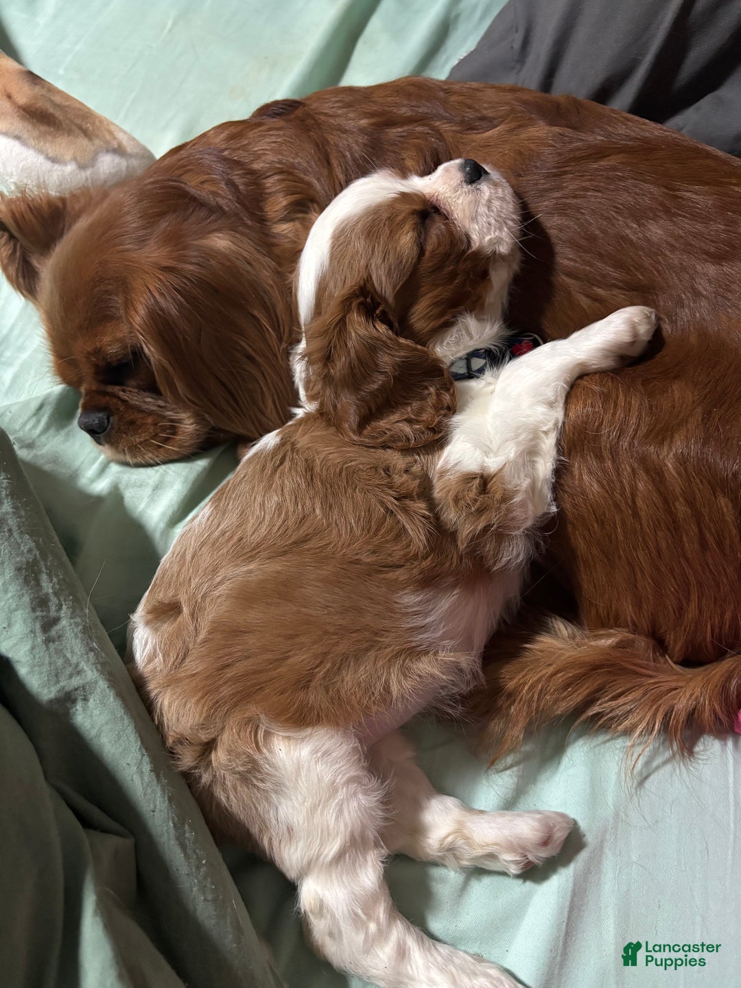 Cavalier King Charles Spaniel dogs for sale: Jeffrey  - Ad 3