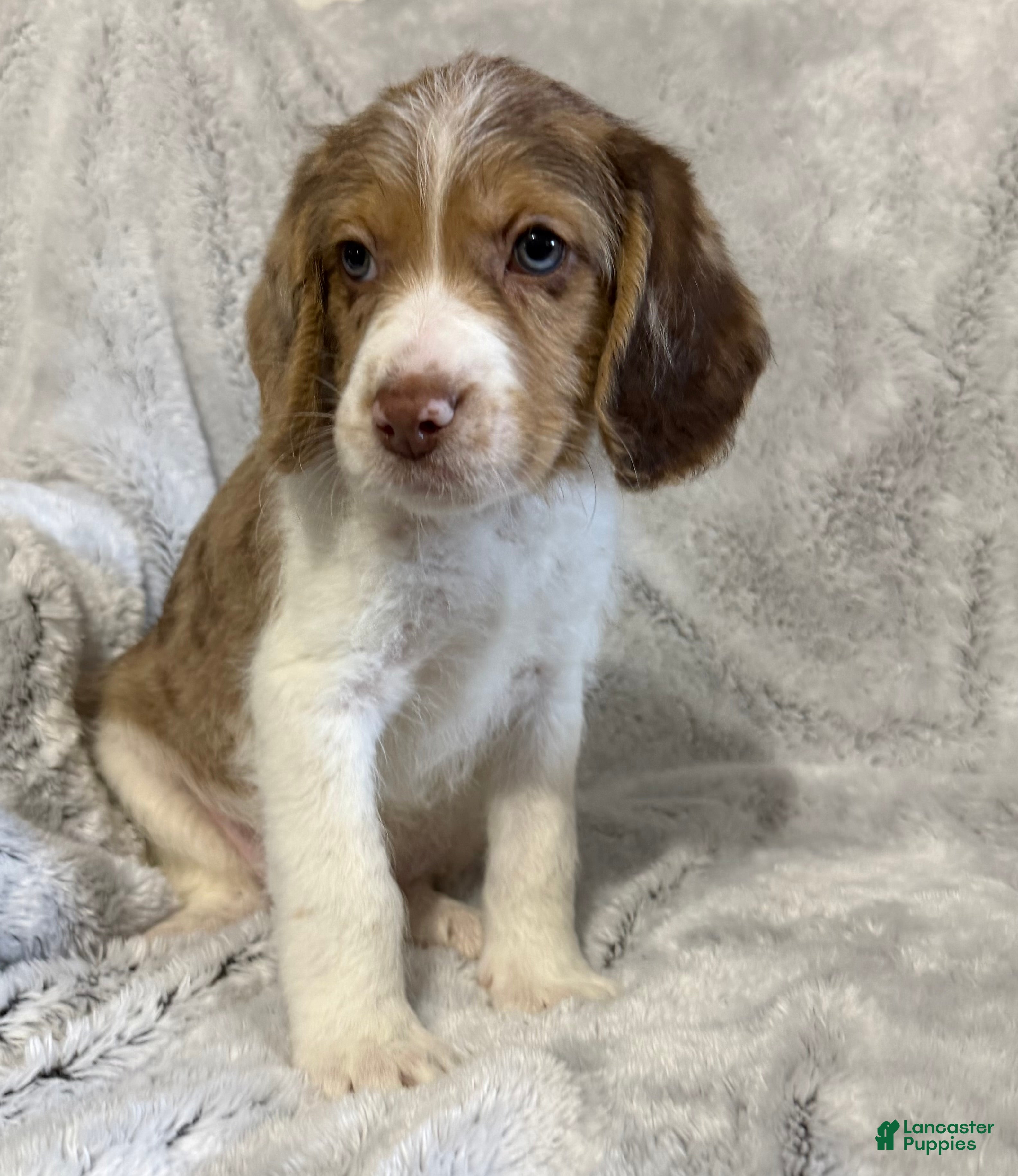 Mixed Breed dogs Max - Ad 1