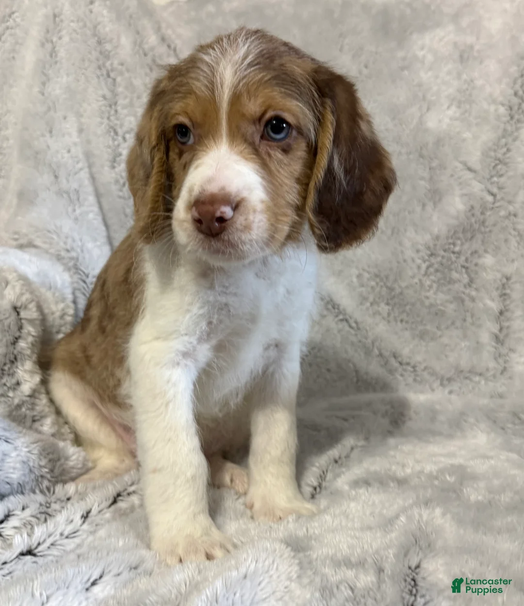 Mixed Breed dogs for sale: Max - Ad 1