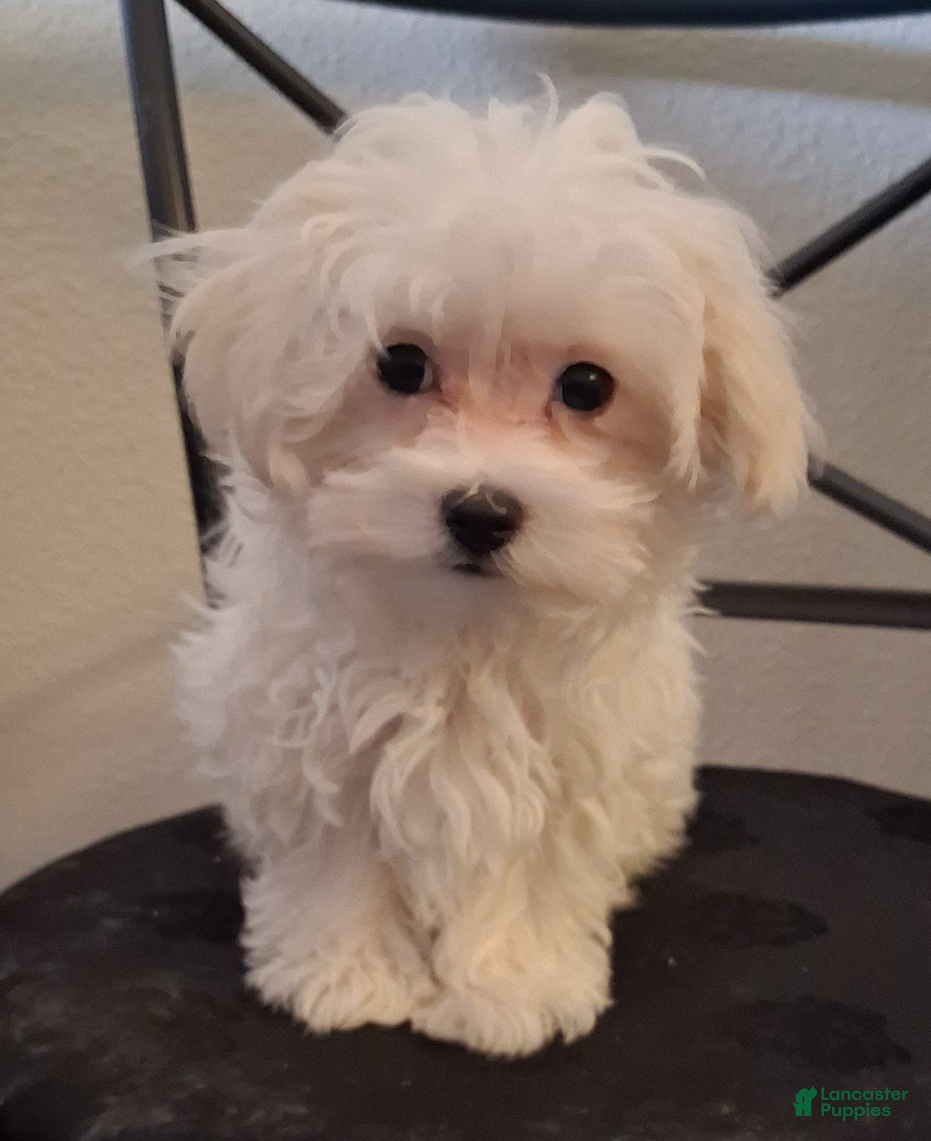 Maltipoo dogs Simon - Ad 2