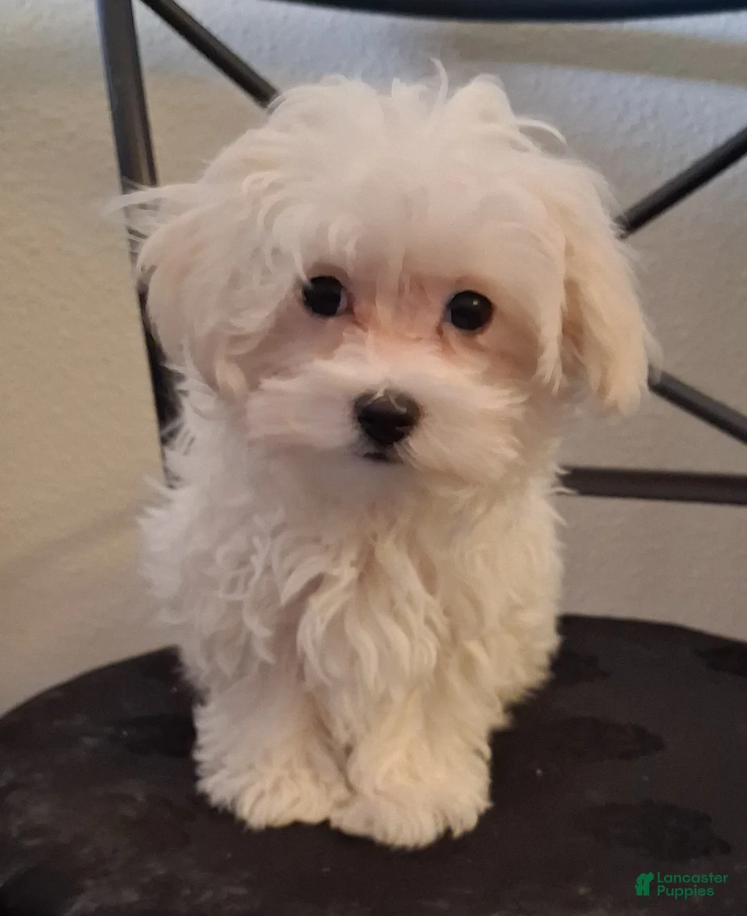 Maltipoo dogs for sale: Simon - Ad 2