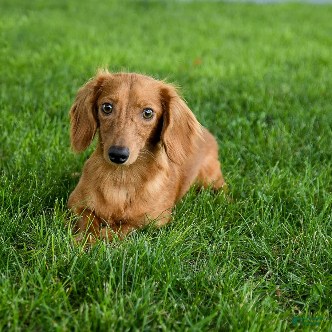 Miniature Dachshund dogs for sale: Oscar - Ad 6