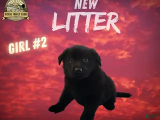 German Shepherd dogs German Shepherd Girl 2 - Ad 17