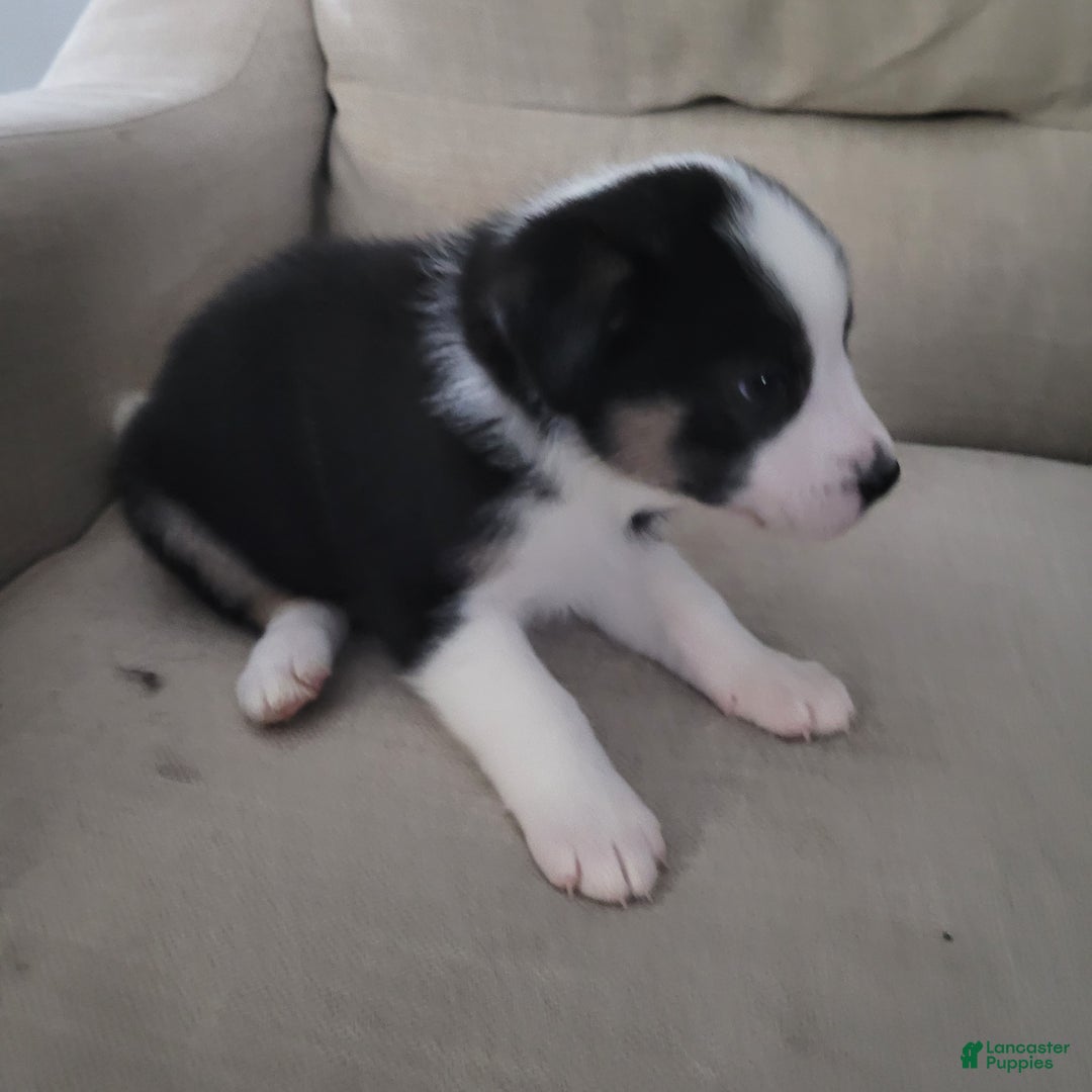 Mixed Breed dogs for sale: George - Ad 3