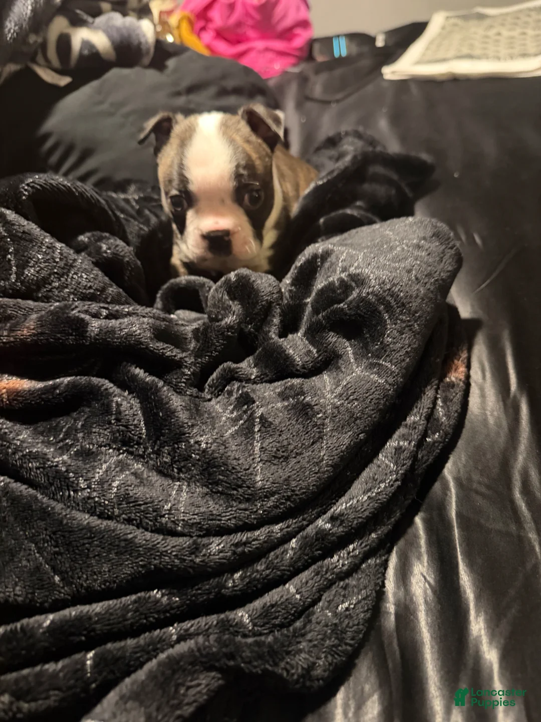 Boston Terrier dogs for sale: Magneto  - Ad 1