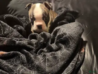 Boston Terrier dogs for sale: Magneto - Ad 2