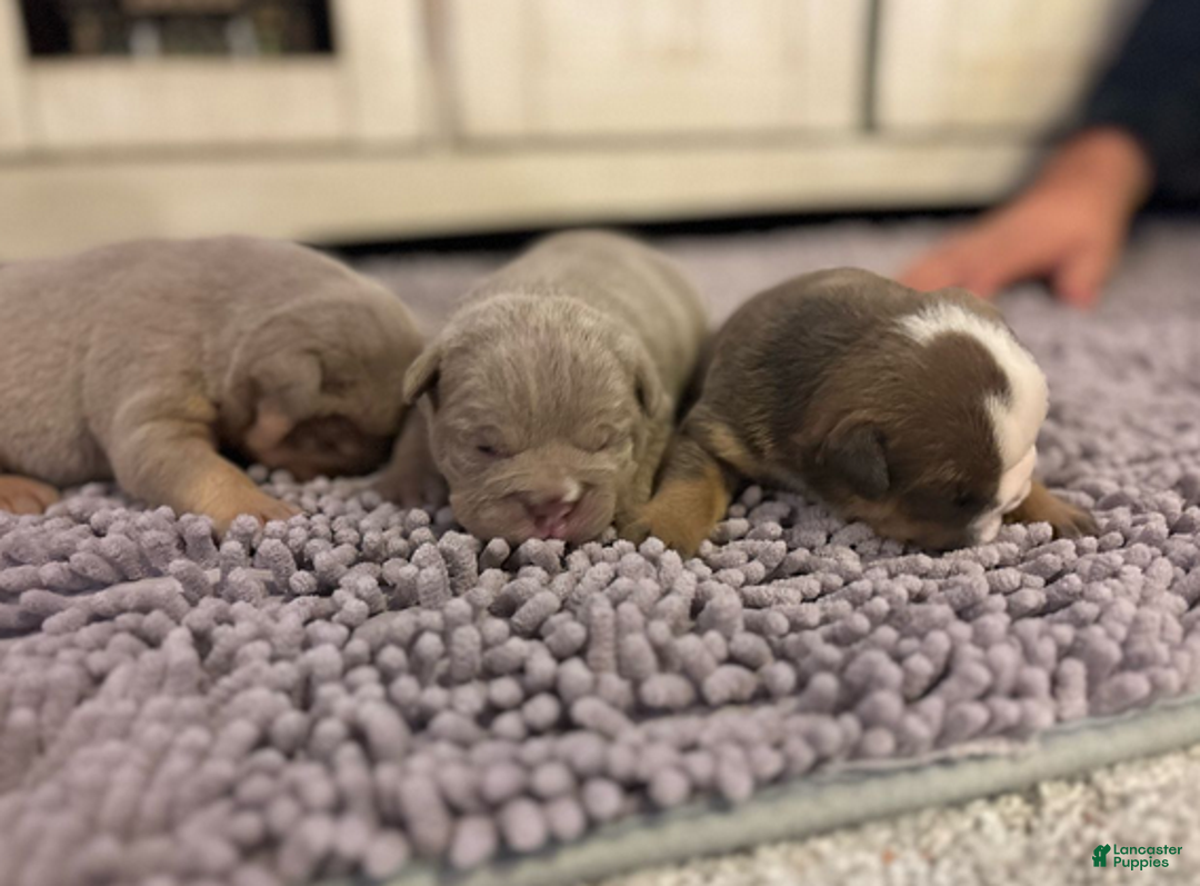 English Bulldog dogs for sale: Emma - Ad 5