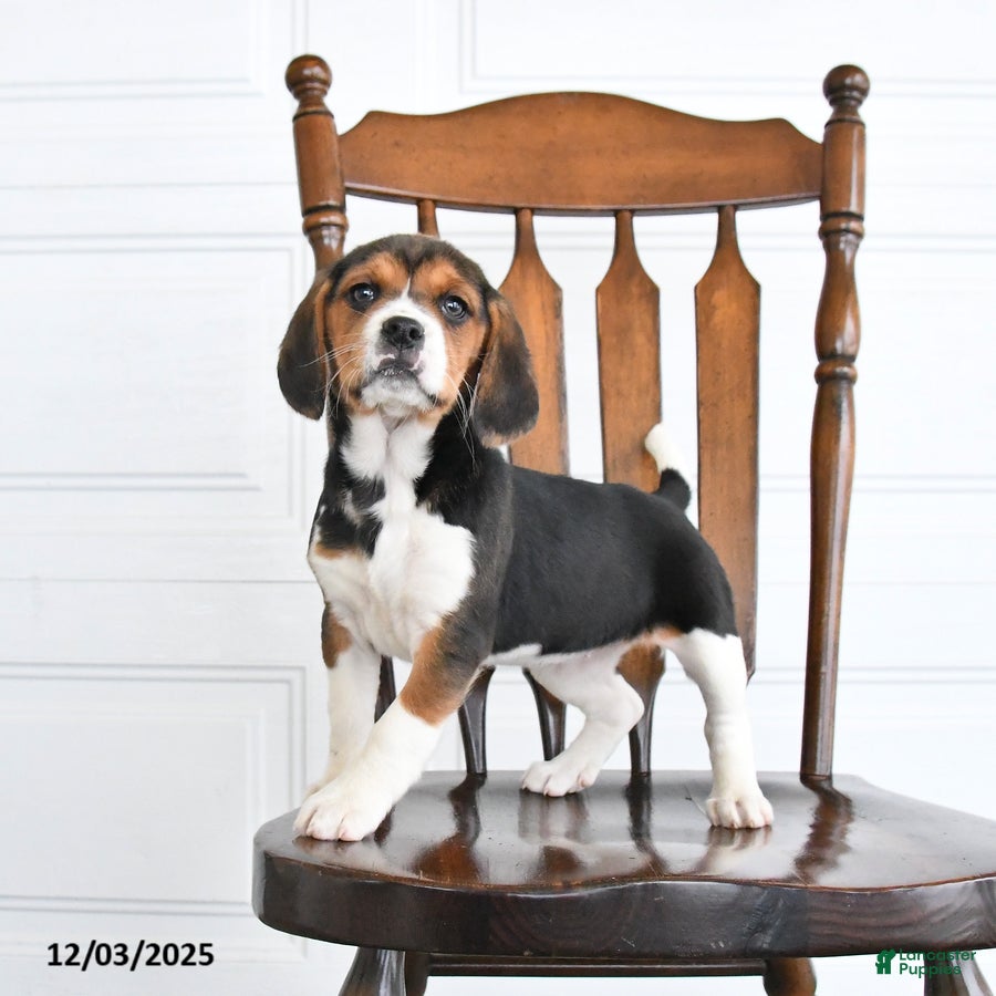 Beaglier dogs Holly - Ad 5