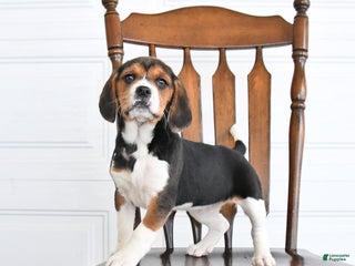 Beaglier dogs Holly - Ad 7