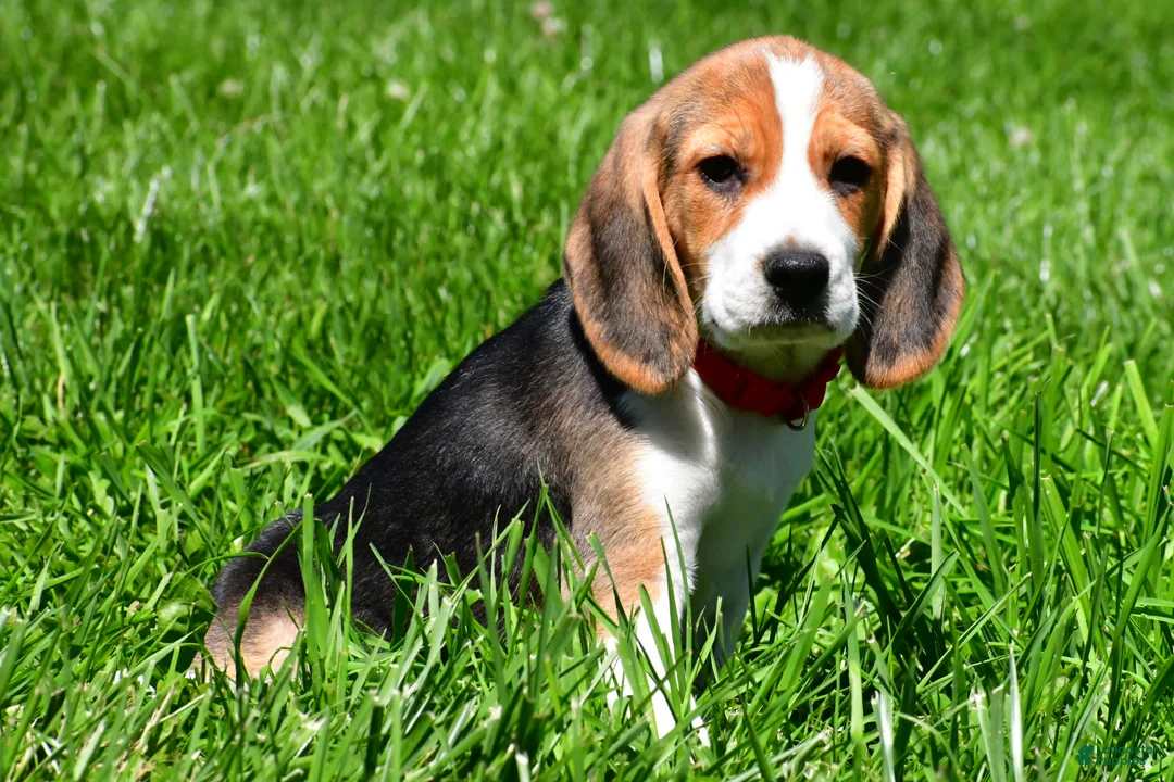 Beagle dogs for sale: Bruno - Ad 1