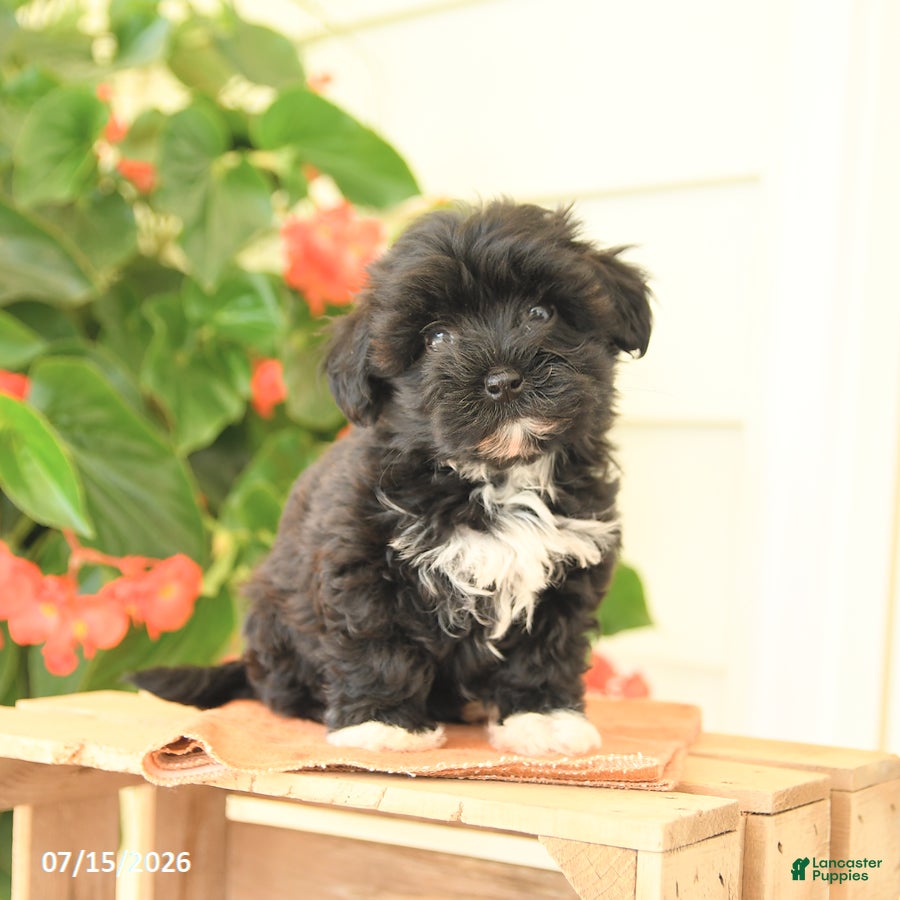 Morkie dogs Handsome - Ad 2