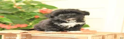 Morkie dogs for sale: Handsome - Ad 2