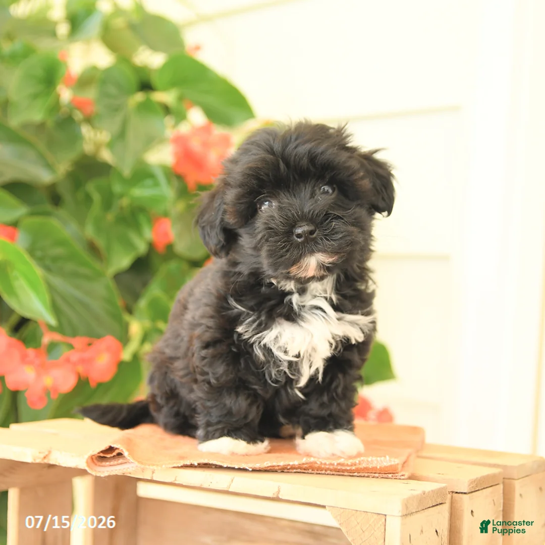 Morkie dogs for sale: Handsome - Ad 2