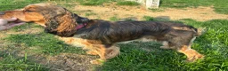 English Springer Spaniel dogs for sale: Cloyd - Ad 9