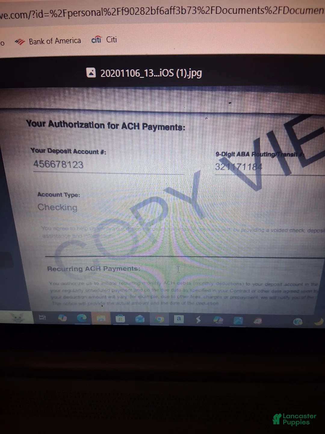 American Pit Bull Terrier dogs for sale: Taz - Ad 6