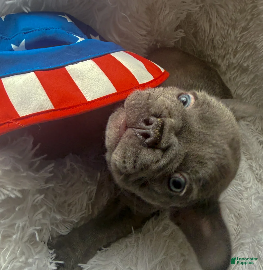 French Bulldog dogs for sale: Hamilton - Ad 2