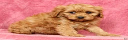 Cavapoo dogs for sale: Teresa - Ad 7