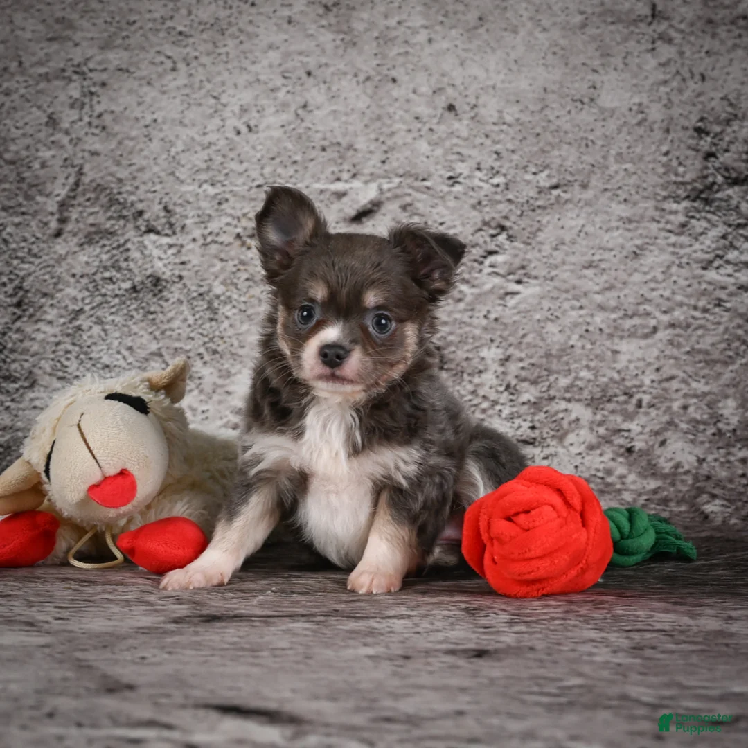 Chihuahua dogs for sale: Ariel - Ad 2