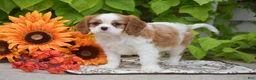 Cavalier King Charles Spaniel dogs for sale: Jackson - Ad 3