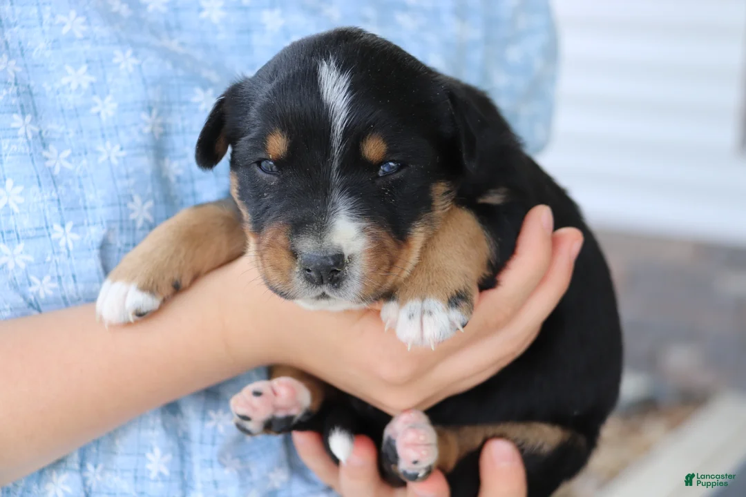 Border Collie dogs for sale: Border Collie Puppy 1 - Ad 1