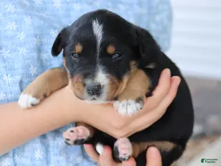 Other breed dogs for sale: Trixie - Ad 1
