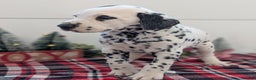 Dalmatian dogs for sale: Jasper - Ad 6