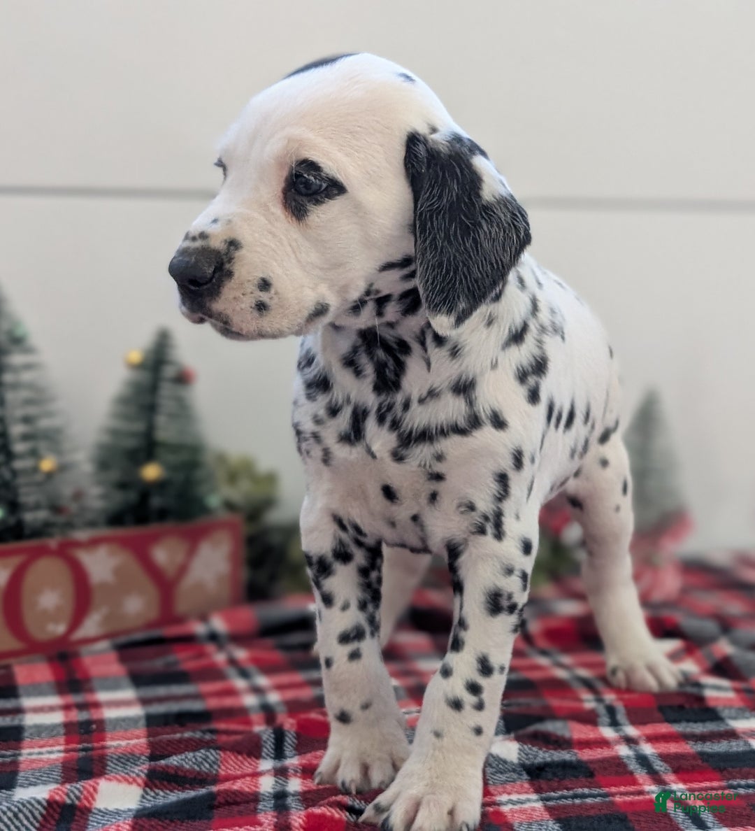 Dalmatian dogs for sale: Jasper - Ad 6