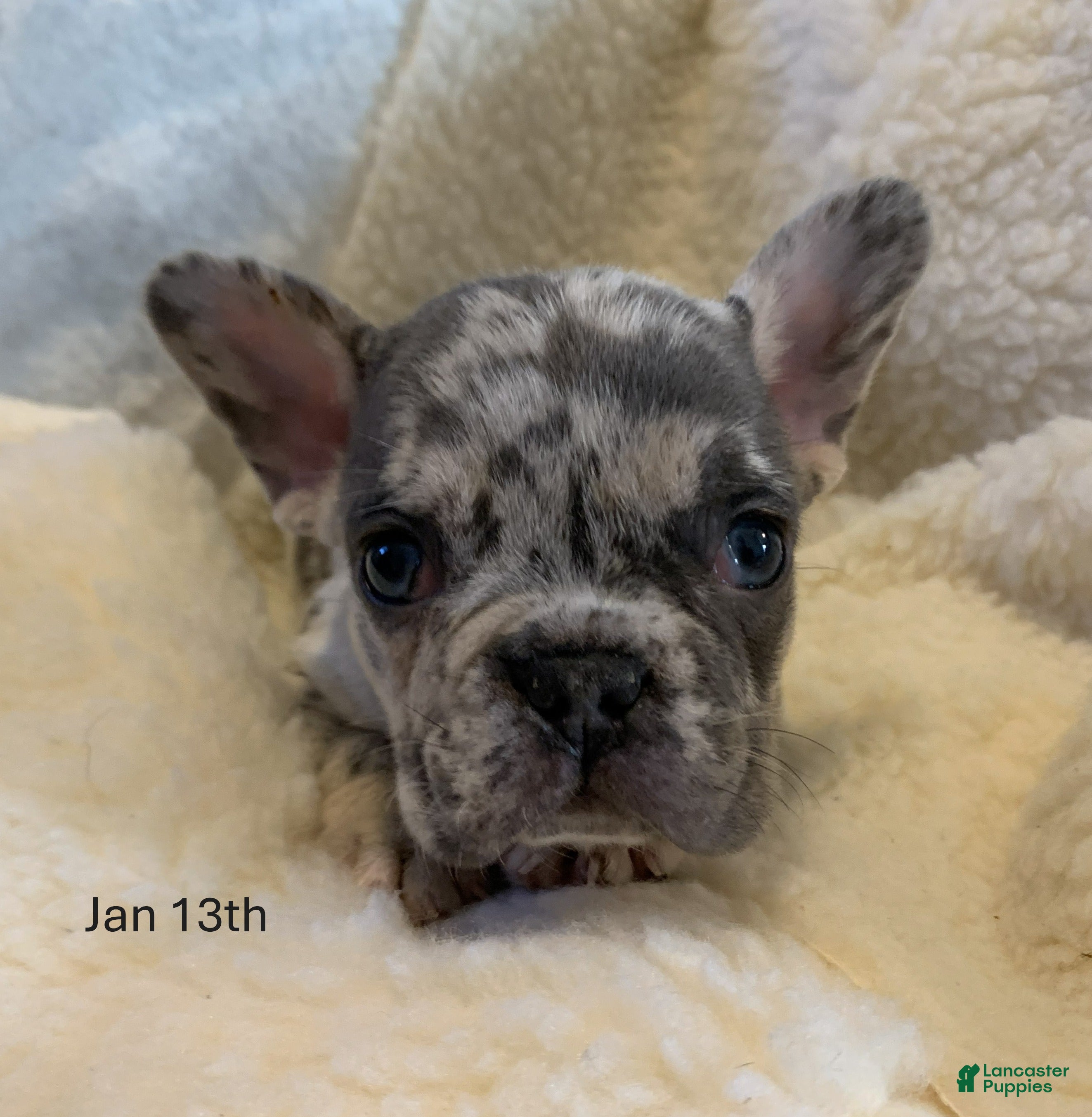 French Bulldog dogs Theo - Ad 3