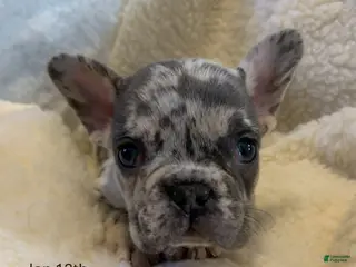 French Bulldog dogs Theo - Ad 15