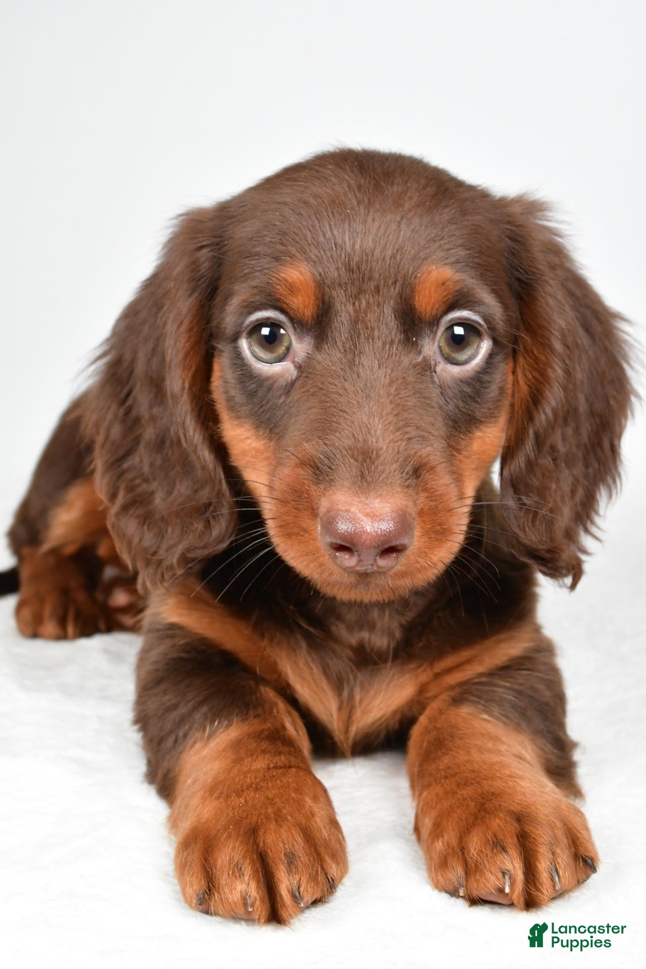 Dachshund dogs for sale: Milo - Ad 2