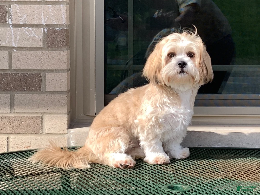 Lhasa Apso dogs for sale: Corey  - Ad 8